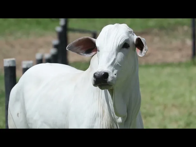 Novilha Nelore AGPM - 518