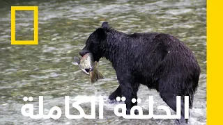 مذبح السلمون تحدي دببة ألاسكا الرمادية ناشونال جيوغرافيك أبوظبي 