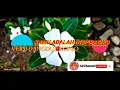 Download Lagu KAMU ADALAH INSPIRASIKU KOPLO | 2020