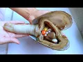 Download Lagu So weird! A 20-year-old giant geoduck with orange pearls inside.