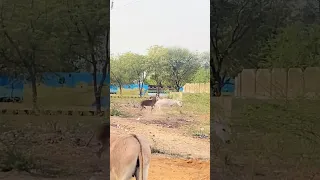 الحمير البرية في قمة النشاط   لحظات ممتعة في الغابة دندنها