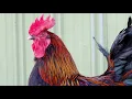 Black Copper Marans Chickens Chocolate Coloured Eggs
