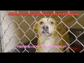 Overcrowding of Animal Shelters How You Can Help