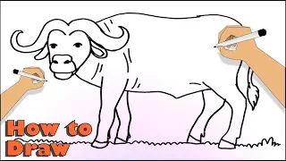 How to Draw a African buffalo or Cape buffalo
