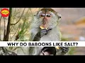 Why do baboons like salt Fascinating facts Why Things Happen