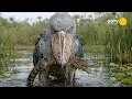 Shoebills 120 Days From Egg to Survivor Ancient Predator