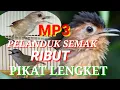 Download Lagu suara burung pelanduk semak ribut/mang gacor channel