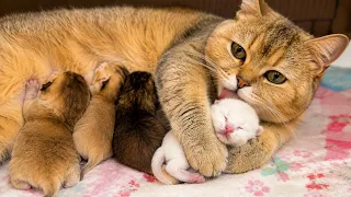Our Street Cat Kept Disappearing at the Same Time Every Day… Then We Found Out Why