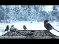 Lagu 🔴 Forest Bird Feeder | Relaxing Nature Sounds from the Forest [ 2026/1/2 ]