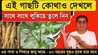পৃথিবীর সবচেয়ে মূল্যবান গাছ - এর পাতা ও শিকড়ে জাদু আছে | হাতিশুঁড় গাছের উপকারিতা