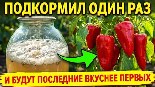 🍂 Осенняя СУПЕР ПОДКОРМКА ПЕРЦЕВ! Плоды НАЛЬЮТСЯ за день и станут ЕЩЁ ВКУСНЕЕ