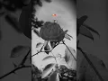 Download Lagu Sanam Re Lofi x Aesthetic Status💕 Arijit Singh Song 🥀Full Screen😍 New Status 💫 lyrics Status 🫶🏻