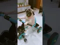 Download Lagu Zoom zoom, beep beep! Cuteness coming through! 🐶#PugLife #CutestDriverEver #FurWheels #DogOnDuty