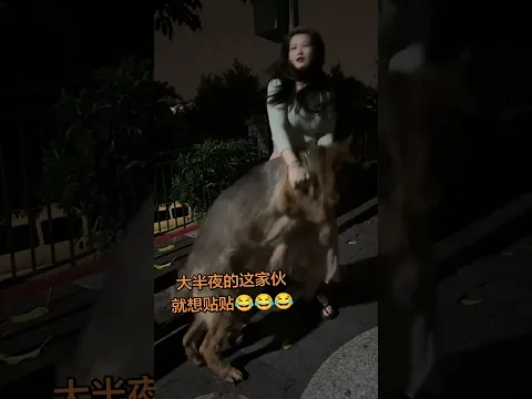 😂大半夜遛狗直接被德牧锁腿求贴贴，半推半就的也太好笑了，这黏人精谁顶得住啊！#夫妻日常 #半夜遛大狗 #不养狗不知道养狗的乐趣