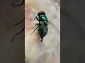 Download Lagu This is the reason Flies are not wanted to land on food. 🔥👀😎🫵