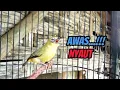 Download Lagu Awas Nyaut...!!! Pleci Ngalas Manggil Pleci Lain