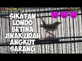 FOR SALE !!! BURUNG SULTAN , SIKATAN LONDO BETINA UDAH ANGKUT SARANG
