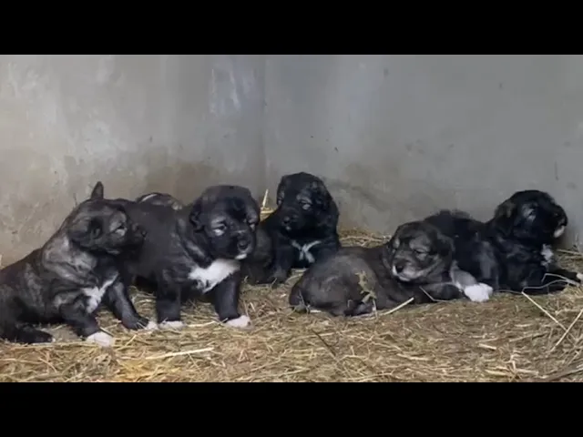 იყიდება ლეკვები სრული ნუცხვით მოგვწერეთ instagram Georgian.Fang