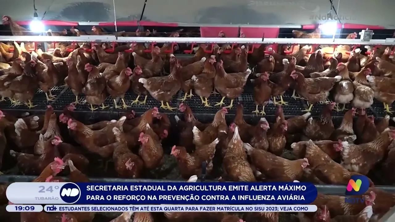Secretaria Estadual da Agricultura alerta reforço na prevenção contra a influenza aviária
