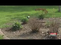 Adopt-a-garden at the South Dakota State Fairgrounds