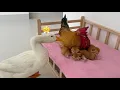 Download Lagu How funny!The mother duck and the rooster are competing to be the mother of the kittens!Cute animals