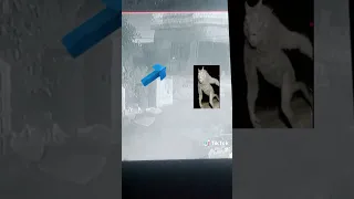 هذا الوحش صح مجود في محافظة البصرة دندنها