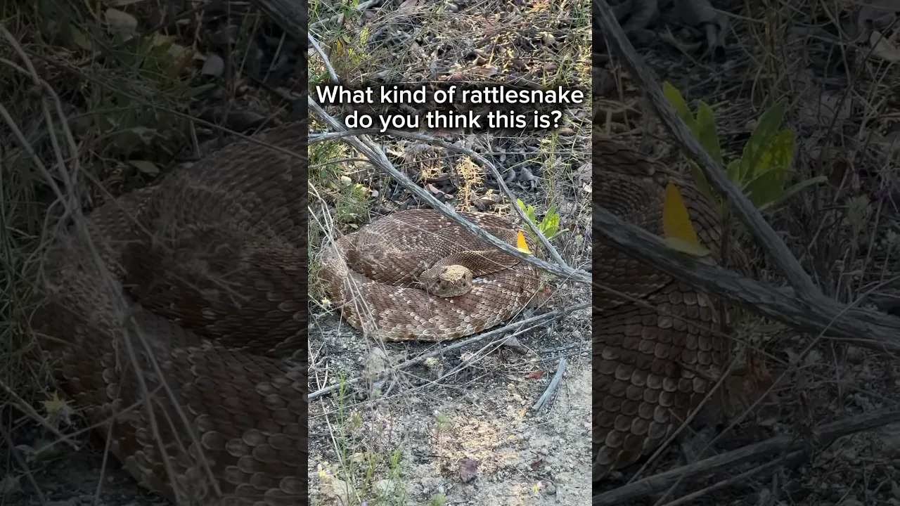 What kind of snake do you think this is and would you be afraid of it? #snakes #snake￼