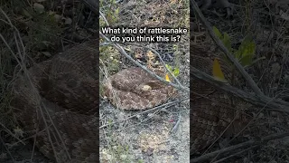 What kind of snake do you think this is and would you be afraid of it? #snakes #snake￼