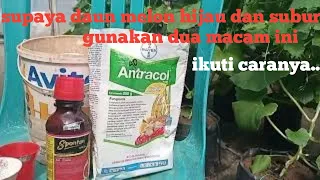 Download cara perawatan daun melon tetap hijau dan subur.... MP3