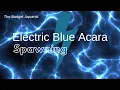 Electric Blue Acara Spawning
