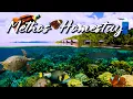 Download Lagu Raja Ampat 2024 @ Methos Homestay! The BEST SNORKELING in Indonesia!