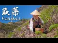 Download Lagu The King of Wild Greens – Fiddlehead Ferns: a delicacy that fights to thrive in barren soil. Download Lagu The King of Wild Greens – Fiddlehead Ferns: a delicacy that fights to thrive in barren soil.