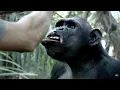 Chimp Empire