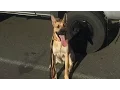 Jack - The German Shepherd American Staffordshire Terrior