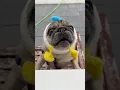 Download Lagu Geen SNACKS meer?! 😡 #mopshonden #puppyhond