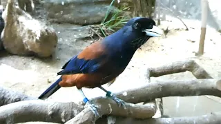                                          دندنها