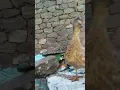 Download Lagu Duck sound 🦆 #shorts Please subscribe 🙏