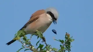 Download Red Backed Shrike. Neuntöter würgt Speiballen aus.  Eifel. Deutschland MP3