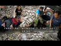 Download Lagu Laris manis jualan ikan warga langsung rebutan membeli ikan hasil perangkap hidup di hutan