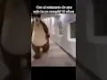 Download Lagu 🐻👩 #humor #oso #masha #mashayeloso #elpepe#meme #shitpost #hashtah #mordecaiyrygby #tio