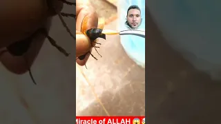 اغرب مخزن العسل داخل النحله 