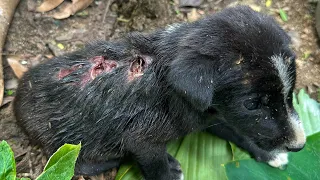 Amazing transformation of sick dog | rescue dog before and after😱 🫰🏻