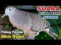 Download Lagu Perkutut Lokal GACOR Suara Kung Besar Pancingan Burung Perkutut Agar Bunyi.