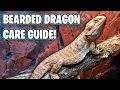 Bearded Dragon Care Guide