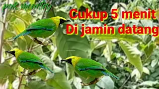 Download suara pikat cak ranting paling ampuh MP3