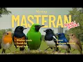 Download Lagu MASTERAN JERNIH, RAPET, \u0026 NEMBAK !!! Sikatan Londo, Cucak Ijo, Murai Batu, Tledekan, Srdc