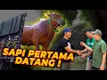 HATI GW MULAI BERDEBAR!! SAPI KURBAN MULAI DATANG  !! Mas Hermawan X Kang Arif 👀??!!