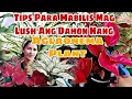 Download Lagu Bakit Mabilis Lumago Ang Dahon Nang Aking AGLAONEMA PLANT/AGLAONEMA Plant Care Tips