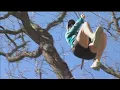 An inside look at aerial obstacle course at Mahoney State Park