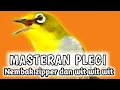 Lagu MASTERAN PLECI nembak zipper dan wit wit wit  plus pleci betina ngecal.